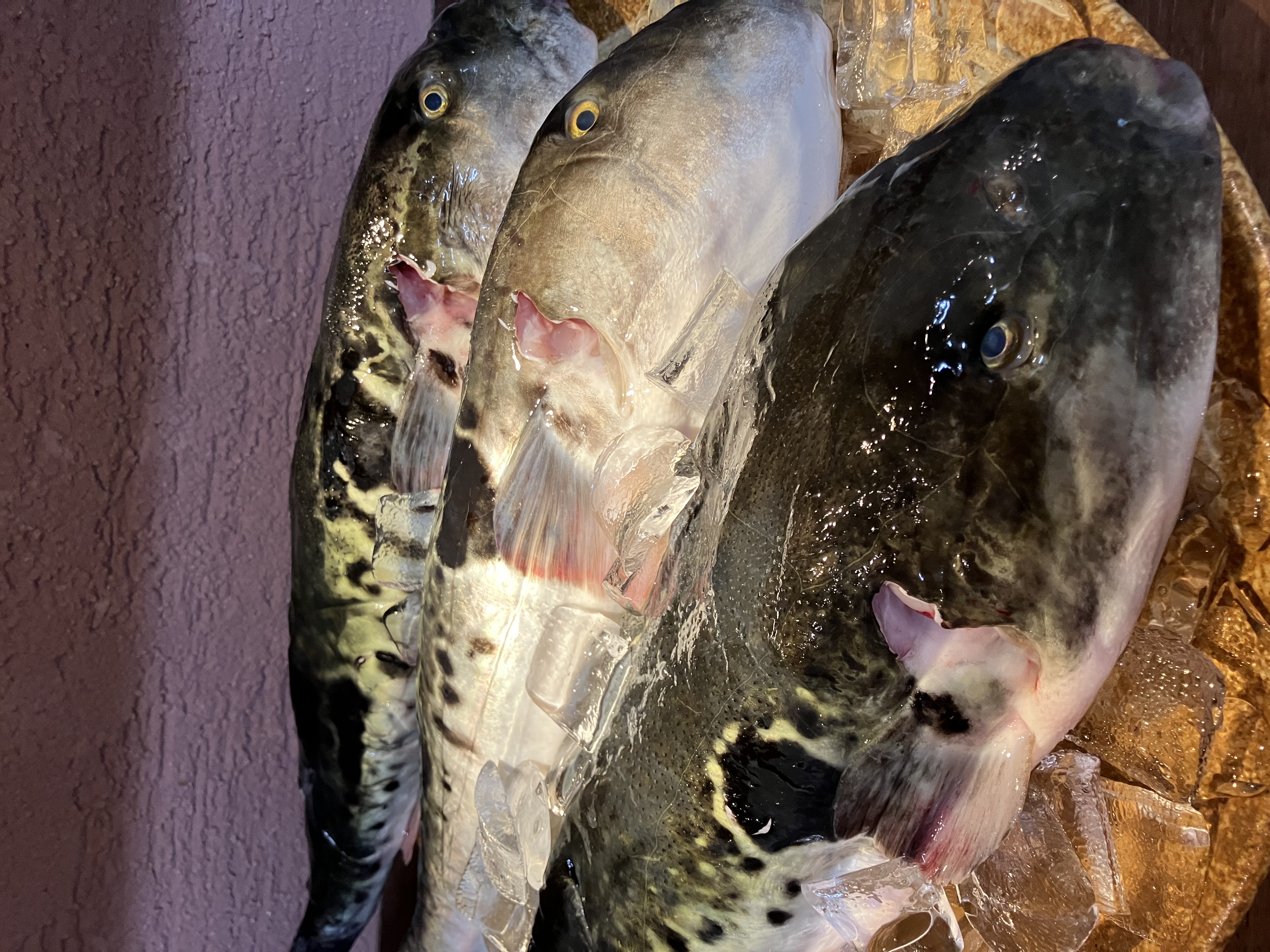 ��������V�V�����ʐ^