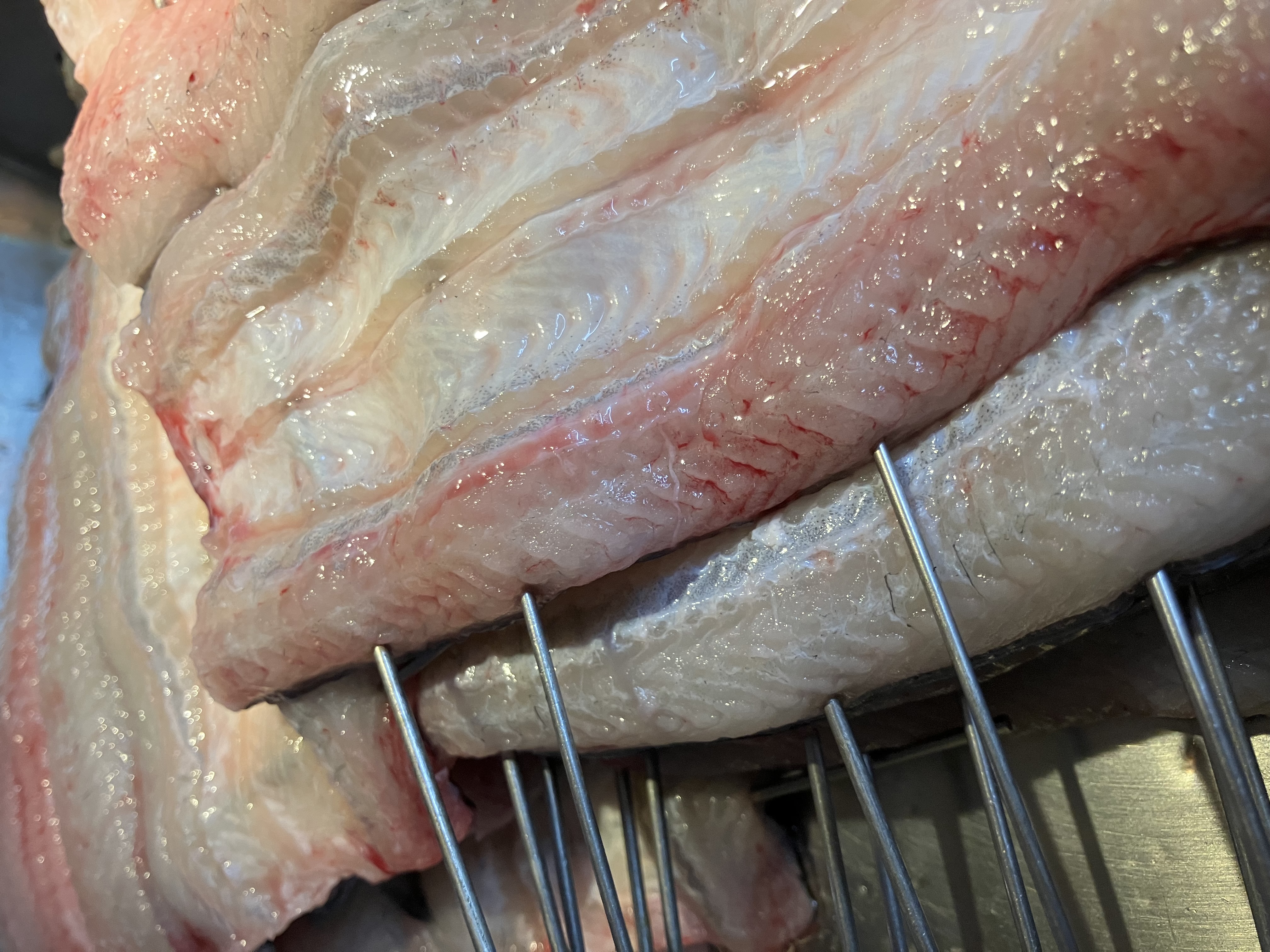 ��������V�V�����ʐ^